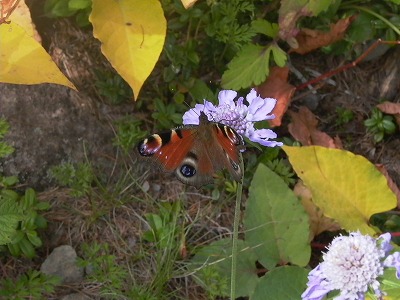 P1010645-s.jpg